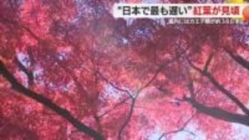 熱海梅園の”日本で最も遅い”紅葉が見頃に　イロハモミジなどカエデ類が約380本
