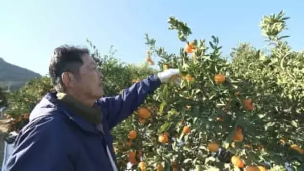 みかん栽培に救世主　注目の”日焼け止め”ホワイトコート　猛暑列島・日本　人間だけでなく動物や農作物にも影響　静岡市では国内観測史上2位タイの気温を記録した2025年