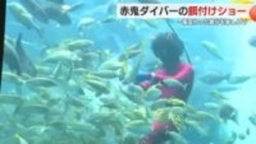 水の中の節分?赤鬼ダイバーの餌付けショー　豆ではなくオキアミをまくと魚たちが一斉に