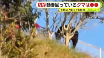 なぜ？“冬眠しないクマ”静岡県内でも出没…若いオス「新しい場所を求めて森林をさまよい」