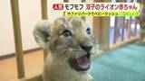 「ライオンの双子の赤ちゃんが来場者を魅了　富士サファリパークでベビーラッシュ」の画像1