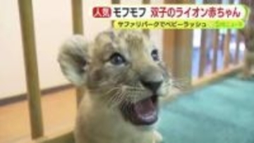 ライオンの双子の赤ちゃんが来場者を魅了　富士サファリパークでベビーラッシュ