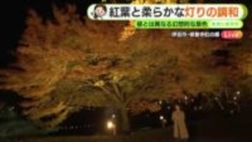 季節は秋から冬へ　修善寺虹の郷の紅葉ライトアップ　週後半は「強烈寒気」で真冬並み寒さに【静岡・ただいま天気　12/1】