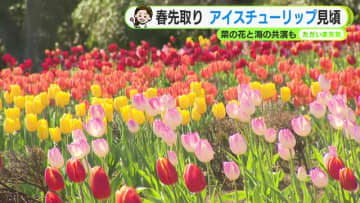 寒さの中に春の気配　アイスチューリップ＆菜の花が見頃【静岡・ただいま天気 1/8】