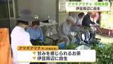 「地域のお茶「アマギアマチャ」の収穫体験　移住を検討している人など40人参加　甘みが感じられ伊豆周辺に自生　「いろいろな人の手で守っていきたい」」の画像1