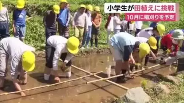 小学生が田植えに挑戦　10月に稲刈りを予定