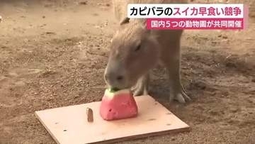 国内5つの動物園が共同開催！優勝は？　カピバラのスイカ早食い競争