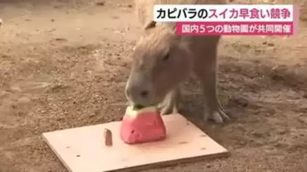 国内5つの動物園が共同開催！優勝は？　カピバラのスイカ早食い競争