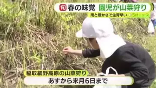春の味覚　園児が山菜狩り　雨と暖かさで生育早く