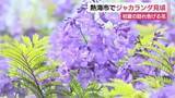 「熱海市でジャカランダ見頃　初夏の訪れ告げる花　「すごくきれい」」の画像1