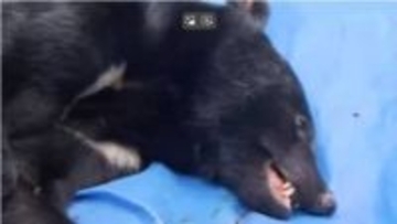 動物の鳴き声に気づきドアを開けたところ“クマ”　付近の柿の木には複数の爪痕　驚いて逃げる　静岡市