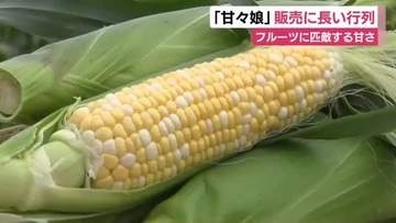 「甘々娘」に今年も長い行列　フルーツ並みに甘い森町産のとうもろこし　今年も販売開始　7月末までの販売を予定　静岡・森町