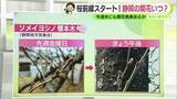 「各地で桜前線スタート　静岡のソメイヨシノ開花もカウントダウン　【静岡・ただいま天気　3/16】」の画像1