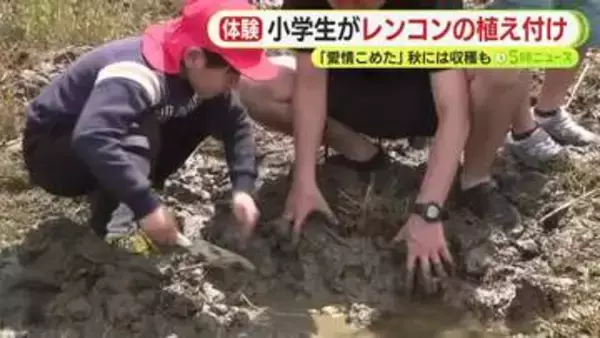 「愛情こめた」　小学生がレンコンの植え付け　秋には収穫も