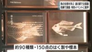 魚について学ぶ企画展　約150点の剥製や標本　下田の道の駅で開催