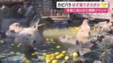 カピバラがゆず湯でポカポカ　冬至に合わせた恒例イベント