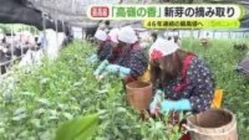 去年は1kg88万円で取り引き　「高嶺の香」新芽の摘み取り　46年連続の最高値へ