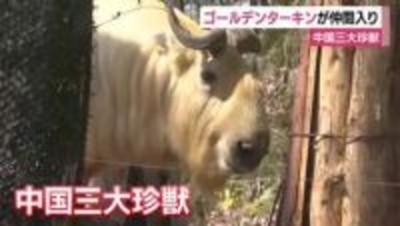 中国三大珍獣・ゴールデンターキンが仲間入り　富士サファリパーク　野生の生息数は5000頭以下　繁殖目指して