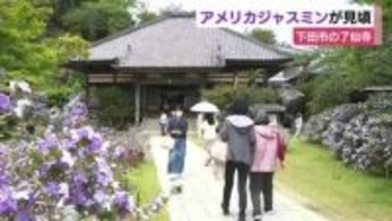 アメリカジャスミンが見頃　幕末に日米和親条約が締結された了仙寺