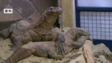 コモドドラゴンが静岡・河津町に　インドネシアの大臣が動物園の飼育施設視察「すばらしい」と太鼓判　早ければ6月にも繁殖目的で導入へ
