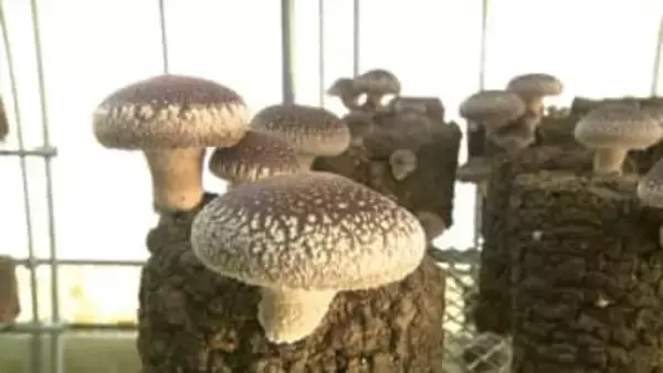 茶農家が生んだ奇跡のシイタケ！道の駅でバカ売れする” 足迄旨治郎”　茶業が低迷する中で仕掛けた逆転の一手　プロも絶賛「肉厚で食感も良く素材としてすごく魅力的」