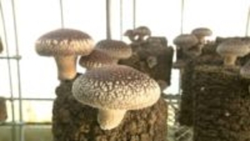 茶農家が生んだ奇跡のシイタケ！道の駅でバカ売れする” 足迄旨治郎”　茶業が低迷する中で仕掛けた逆転の一手　プロも絶賛「肉厚で食感も良く素材としてすごく魅力的」