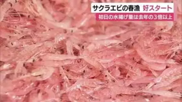 「“駿河湾の宝石”サクラエビの春漁はじまる　初日の水揚げ量は前年の3倍以上」の画像
