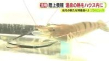 温泉の熱を利用　オニテナガエビの陸上養殖　地元の新たな特産品へ　旅館と観光客向けのメニュー開発も