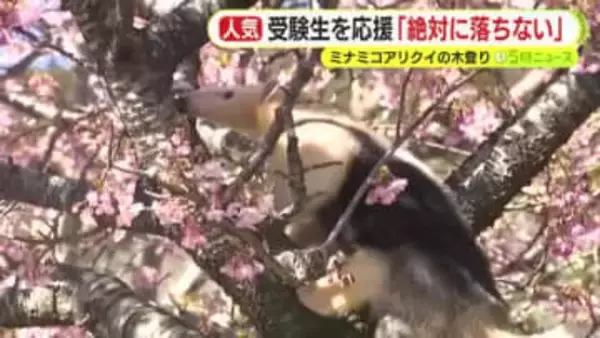 ”絶対に落ちない”ミナミコアリクイ　恒例の受験生応援企画　得意の木登りを披露　カワヅザクラとの共演も