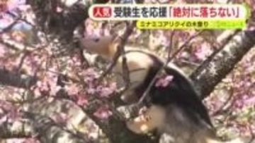 ”絶対に落ちない”ミナミコアリクイ　恒例の受験生応援企画　得意の木登りを披露　カワヅザクラとの共演も