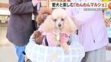 「伊豆高原で「わんわんマルシェ」愛犬家集合　おやつや洋服などイヌ関連商品販売　足型を押すコーナーも」の画像1