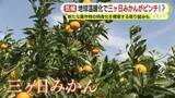 「地球温暖化で三ヶ日みかんがピンチ!?　「21世紀末には栽培できなくなる可能性がある」とのシミュレーション結果に苦悩　「生産者としてはどうすることもできない」　新たな農作物の特産化を模索する取り組みも」の画像1