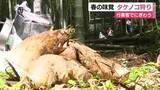 「タケノコ狩りシーズン到来・観光農園も行楽客でにぎわう　竹林のあちこちに顔をのぞかせ」の画像1