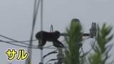 「門を開けたらサル「大きな動物とぶつかった」　連日目撃の静岡市駿河区で2日もまたサルと住民が遭遇」の画像1