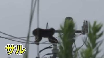 門を開けたらサル「大きな動物とぶつかった」　連日目撃の静岡市駿河区で2日もまたサルと住民が遭遇