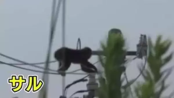 門を開けたらサル「大きな動物とぶつかった」　連日目撃の静岡市駿河区で2日もまたサルと住民が遭遇