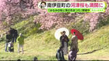 「南伊豆町の河津桜も満開に　ウェディングフォトを撮る人も　【静岡・ただいま天気 2/18 前半】」の画像1