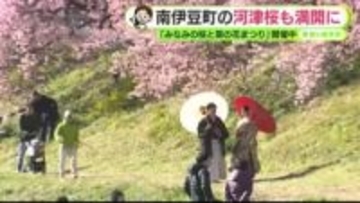 南伊豆町の河津桜も満開に　ウェディングフォトを撮る人も　【静岡・ただいま天気 2/18 前半】