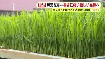 異常な暑さに負けない強く新しい品種を　米作りを続けるために試行錯誤　品質と収穫量を落とさない安定した生産を