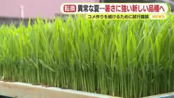 異常な暑さに負けない強く新しい品種を　米作りを続けるために試行錯誤　品質と収穫量を落とさない安定した生産を