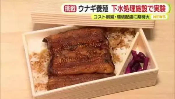 ウナギの名産・浜松で新たな挑戦　養殖業に光明か　下水処理施設で実験　コスト削減・環境配慮で大きな期待