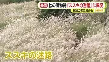 日照時間は平年のわずか16％…秋の風物詩「ススキの迷路」に異変　施設の客足減少も