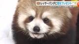 「生まれて初めて見る雪に生後8カ月のレッサーパンダは興味津々　国内屈指の豪雪地帯からプレゼント　本来は標高が高く寒冷な地域に生息」の画像1