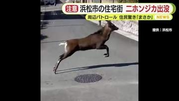 浜松市の住宅街　二ホンジカ出没　市職員が周辺パトロールして警戒　地元住民驚き「まさか」