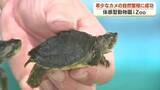「絶滅危惧種に指定　希少なニシキセタカガメの自然繁殖に成功　体感型動物園iZoo　飼育下での孵化は世界でも稀な例」の画像1