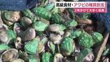 「高級食材・アワビの稚貝を放流　3年かけて大きく成長　水産資源の安定供給を目指して」の画像1