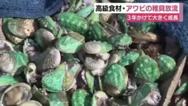 高級食材・アワビの稚貝を放流　3年かけて大きく成長　水産資源の安定供給を目指して