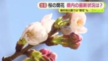 静岡のサクラ開花はいつ？　気象台「週末から週明けくらいにはお知らせができる可能性もある」