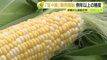 糖度が約20度　フルーツに匹敵する甘さが特徴のトウモロコシ　甘々娘を求めて早朝から長蛇の列