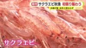 サクラエビ秋漁…初競り賑わう　初日の水揚げ量は前年と変わらず今後に期待する声も